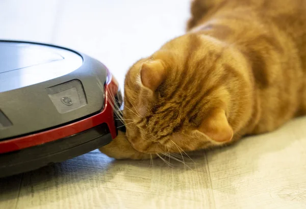 Красная кошка играет с пылесосом — стоковое фото