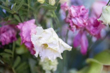 Solmuş çiçeklerin kısmen bulanık arkaplanı 