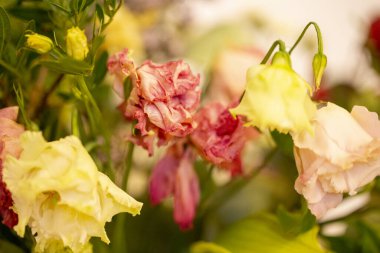 Solmuş çiçeklerin kısmen bulanık arkaplanı 