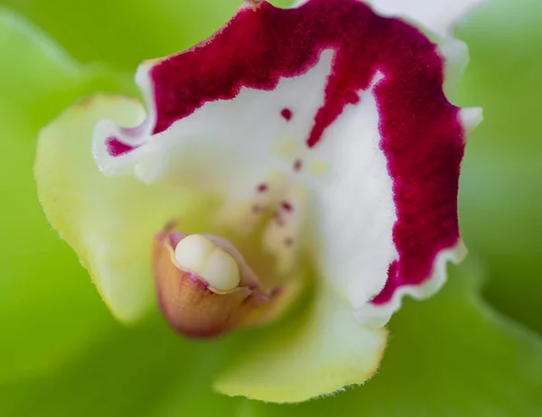 Flor de orquídea verde close-up — Fotografia de Stock