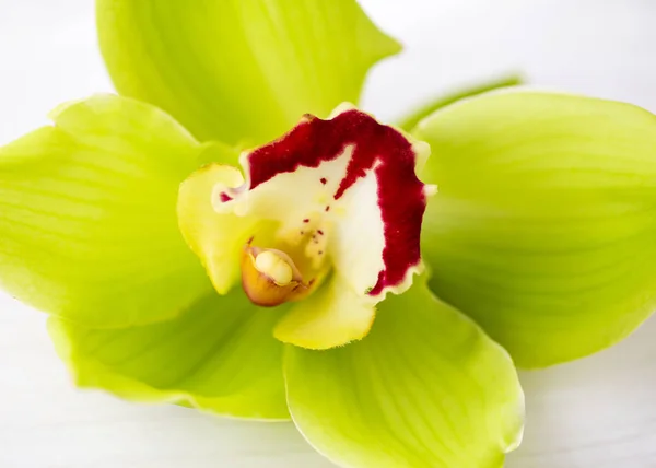 Flor de orquídea verde close-up — Fotografia de Stock