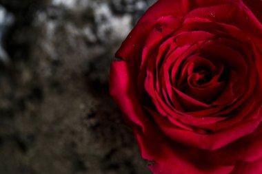 Yanmış külün arka planında kırmızı bir gül. konsept fotoğrafı