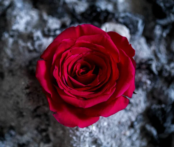 red rose on the background of burnt ash. concept photo