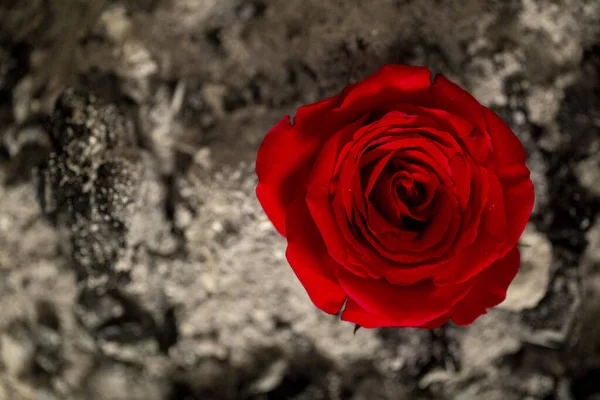Червона Троянда Тлі Спаленого Попелу Концепт Фото — стокове фото