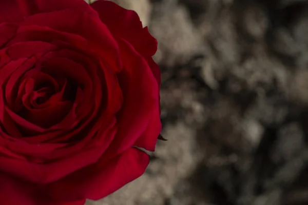 red rose on the background of burnt ash. concept photo