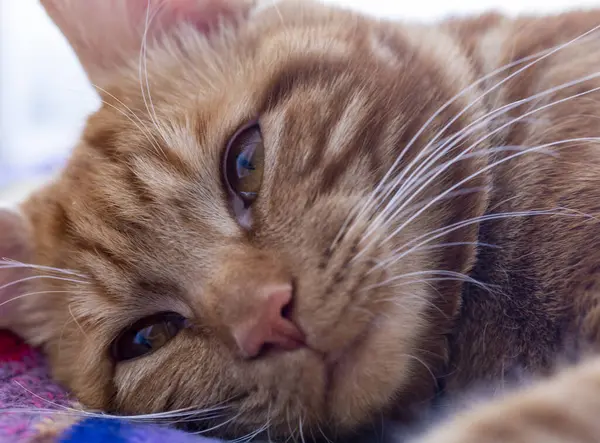 Cat Face Sleeping Cat Close Red Cat Asleep — Stock Photo, Image