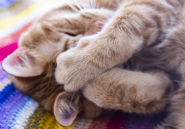 Kattenkop Slapende Kat Close Rode Kat Slaapt — Stockfoto