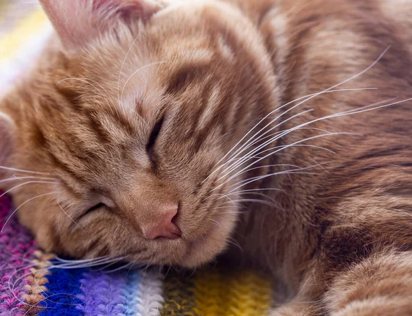 Kattenkop Slapende Kat Close Rode Kat Slaapt — Stockfoto