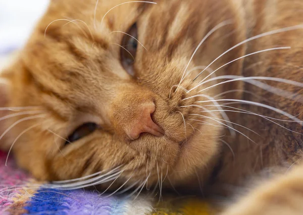 Kattenkop Slapende Kat Close Rode Kat Slaapt — Stockfoto