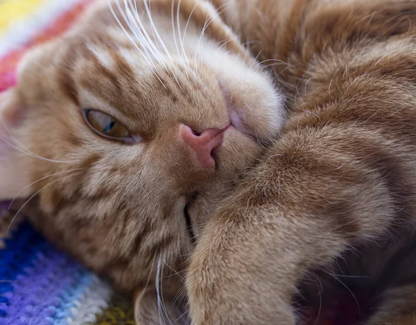 Kattenkop Slapende Kat Close Rode Kat Slaapt — Stockfoto