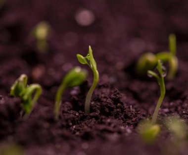 Toprakta taze yeşillikler, baharın başlarında serada.