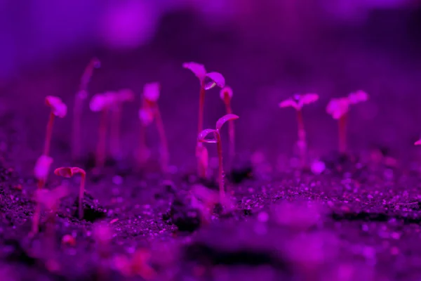 sprouts of young greenery in the ground, in early spring in the greenhouse