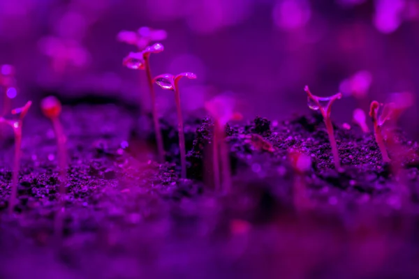 sprouts of young greenery in the ground, in early spring in the greenhouse