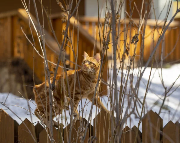 Een Rode Kat Loopt Het Voorjaar Langs Een Houten Hek — Stockfoto