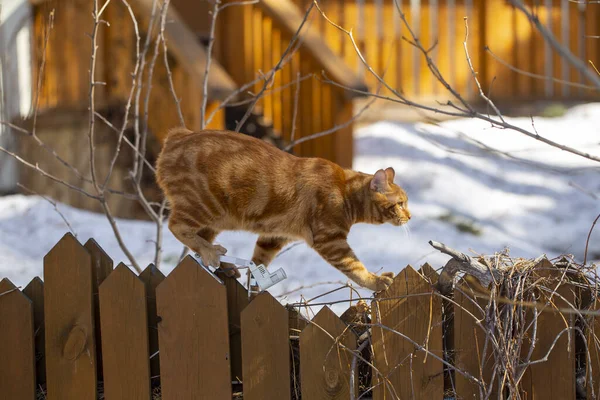 Red Cat Walks Wooden Fence Spring Garden Spring — Stock Photo, Image