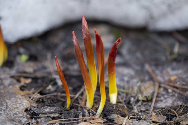 Buzları çözülmüş genç yaprak filizleri ilkbaharın başında kardan yeni çıktı.