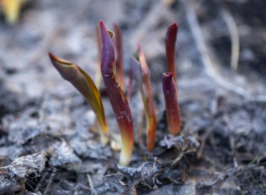 Buzları çözülmüş genç yaprak filizleri ilkbaharın başında kardan yeni çıktı.