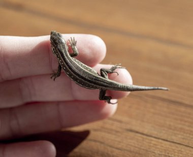 Kertenkele elinde, kısmi bulanıklık içinde. Sürüngen