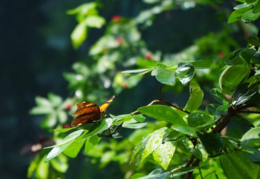 bitki üzerinde Kelebek