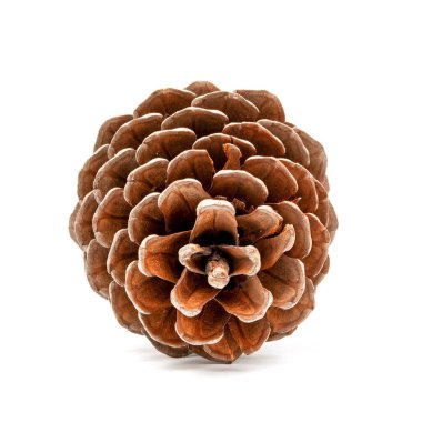 Beyaz arkaplanda çam kozalağı