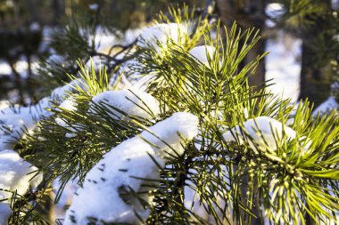 Güneş tarafından aydınlatılan yakın çam dalı