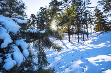 Kış ağaçlarının dallarında güneş