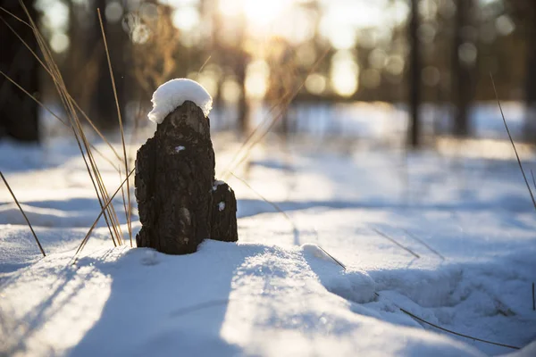 Stump in a snow cap in the winter forest, lit by the sun — Stock Photo, Image