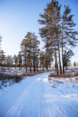 Çam ormanının içinden geçen kış yolu.