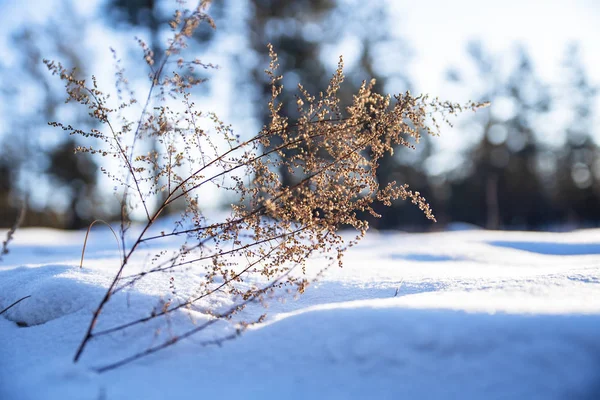 Hierba seca en el bosque de invierno en el fondo de los rayos de —  Fotos de Stock