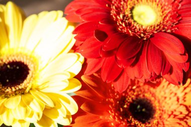 Gerbera çiçekleri yakın plan, çiçek arkaplan