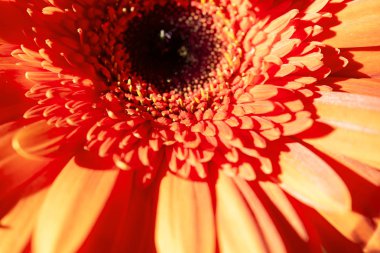 Gerbera çiçekleri yakın plan, çiçek arkaplan