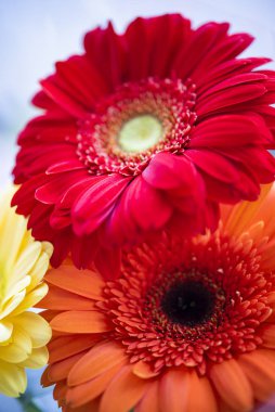 Gerbera çiçekleri yakın plan, çiçek arkaplan