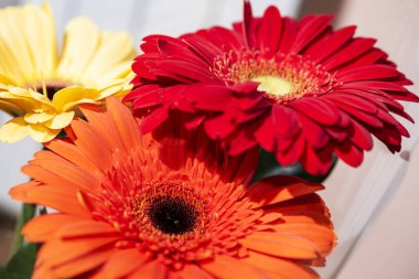 Gerbera çiçekleri yakın plan, çiçek arkaplan