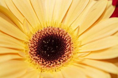 Gerbera çiçekleri yakın plan, çiçek arkaplan