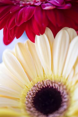 Gerbera çiçekleri yakın plan, çiçek arkaplan