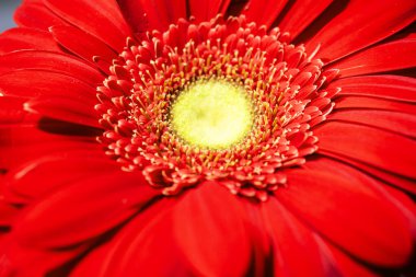 Gerbera çiçekleri yakın plan, çiçek arkaplan