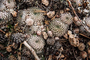 Kayalıklardaki yuvarlak yeşil çiçeklerin arka planı, yatay olarak