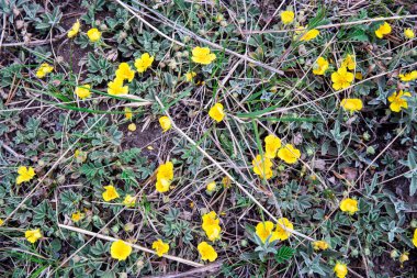 Çimenlerdeki sarı çiçeklerin arkaplanı, yatay