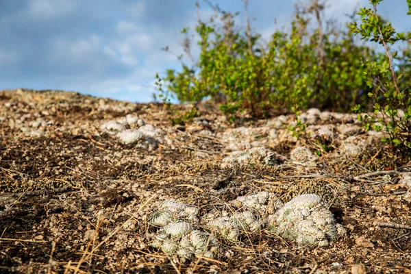 Background Green Flowers Rocks Horizontally Sky — Stock Photo, Image