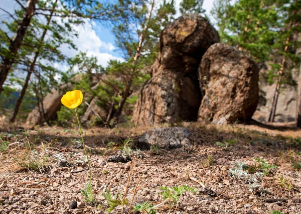 Flor Amarilla Solitaria Las Montañas Sobre Fondo Árboles Rocas Horizontalmente — Foto de Stock