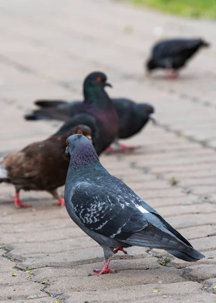 鸽子用瓷砖在人行道上吃草 垂直地 — 图库照片