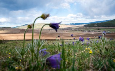 Yatay olarak, arka planda mor çiçekler olan manzara