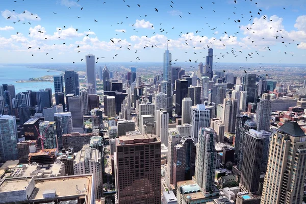 Chicago manzarası kuşlar — Stok fotoğraf