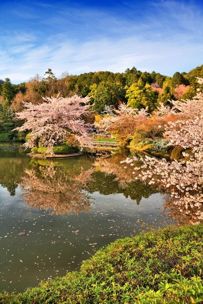 Kioton kirsikankukka — kuvapankkivalokuva