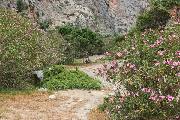 Oleander route, Crete — Stock Photo, Image