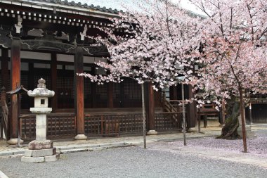 Kyoto kiraz ağacı