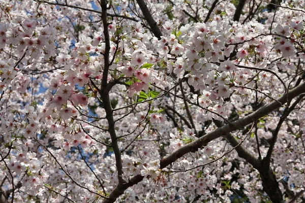 Japonia wiśniowych kwiatów — Zdjęcie stockowe