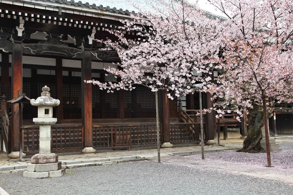 京都议定书樱桃树 — 图库照片