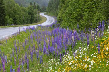 Norway lupine flowers clipart