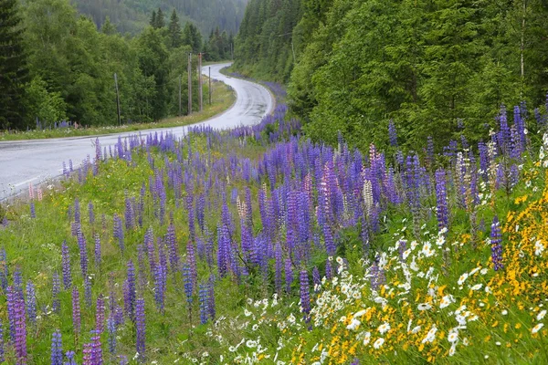 Norway lupine flowers
